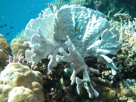 Index Photos Of Blue Corals Helioporacea Unterwasser Fotos Von