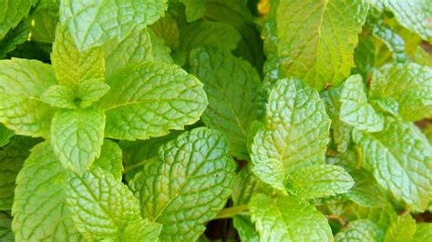 Spearmint) to use in your recipe won't necessarily ruin your creation, there are compared to peppermint, spearmint has a delicate flavor and fragrance that is often described as sweet. Peppermint vs. Spearmint | Mental Floss