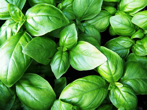 Thai basil started in the washington park area in denver, colorado as a small thai & asian dining, take out & delivery restaurant. 10 Basil Varieties - Gardening Jones