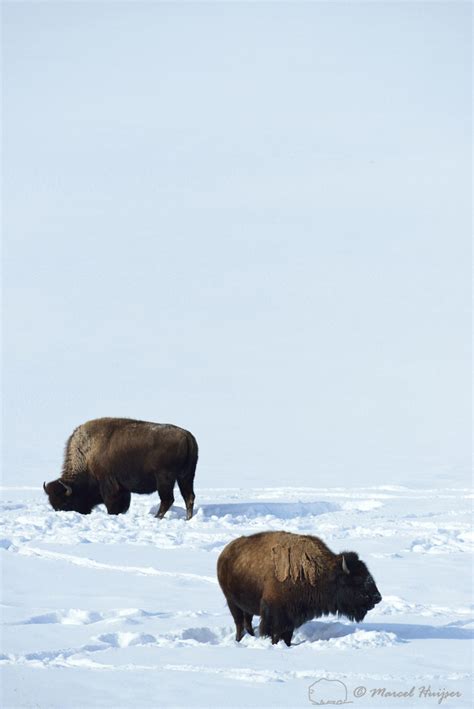 Marcel Huijser Photography Rocky Mountain Wildlife Bison Bison