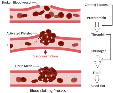 Briefly Describe The Stages In The Clotting Of Blood