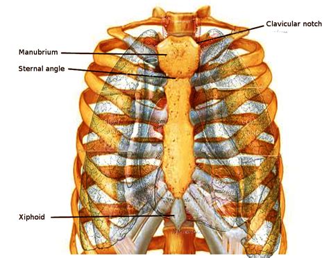 Anatomy Thorax Sternum Article Statpearls
