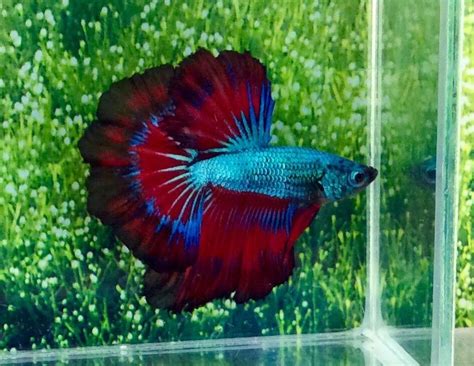 232 Thai Import Fancy Multicolor Blue Dragon Male Hm Halfmoon Betta