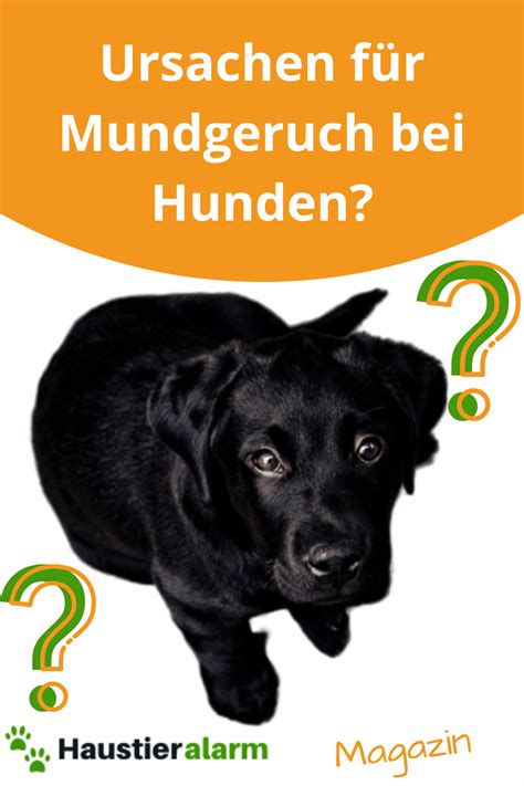 Hallo hannah, bei der von ihnen gekauften farbe im baumarkt, handelt es sich um eine dispersions silikatfarbe. Ursachen für Mundgeruch bei Hunden in 2020 | Mundgeruch ...