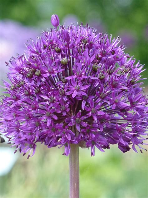 Oignon Ornemental Allium Mauve Le Photo Gratuite Sur Pixabay Pixabay