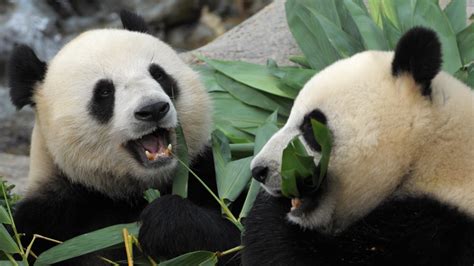 Pandas Finally Mate At Hong Kong Zoo Closed Due To Coronavirus