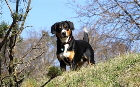 15 Tricolor Dog Breeds Black Brown And White All Over
