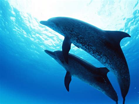 Check spelling or type a new query. Dolphins Under The Sea Wallpapers | HD Wallpapers | ID #8159