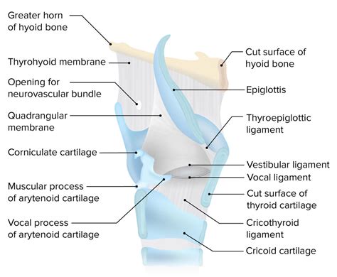 Larynx Anatomy Concise Medical Knowledge