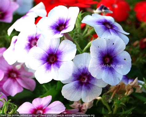 Here are all the purple flower names for reference. Summer phlox