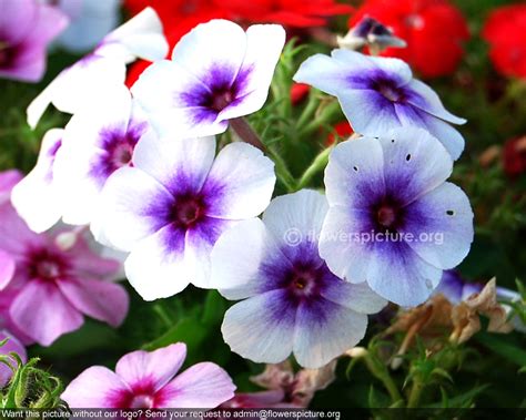 Flowers that start with letter b. Summer phlox