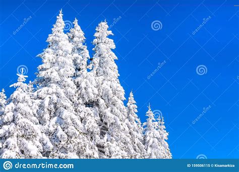 Winter Holiday Background With Snowy Pine Trees Stock Image Image Of