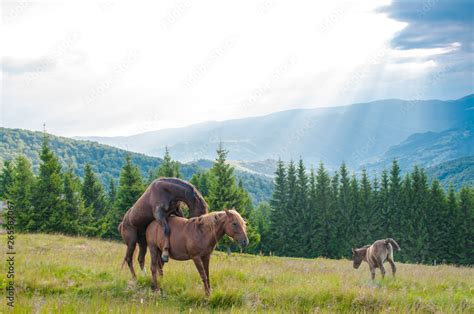 Sex Horses Animal Sex Stock Foto Adobe Stock