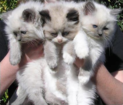 Spaying or neutering, which can help lower the risk of some diseases in dogs and cats. Price Cheap Cats For Sale Near Me
