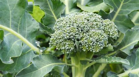 Growing Broccoli A Most Nutritious Vegetable On Earth The Daily Gardener