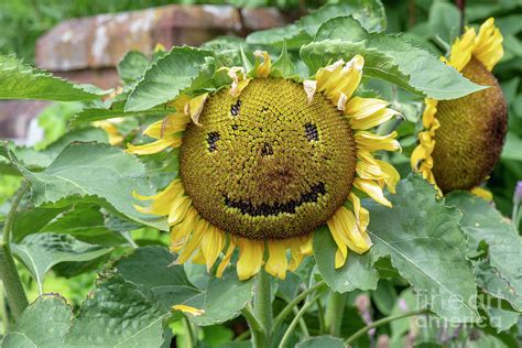 Smiley Sunflower Face Photograph By Tim Gainey Fine Art America