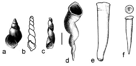 Figure 1 From An Overview Of The Fossil Record Of Pteropoda Mollusca