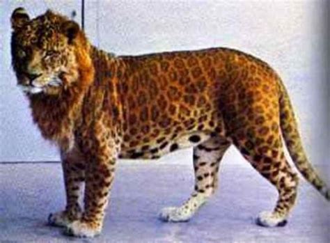 Jaguar And Tiger Hybrids