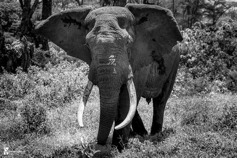 African Bull Elephant In The Ngorongoro Crater Tanzania Wildlife