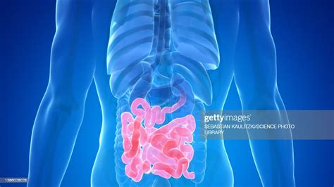 Human Small Intestine Illustration High Res Vector Graphic Getty Images