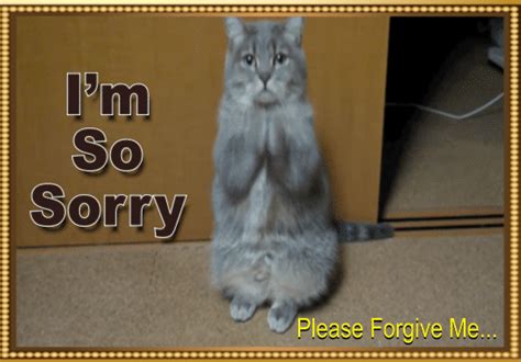 Cat Says Im Sorry Free Sorry Ecards Greeting Cards 123 Greetings