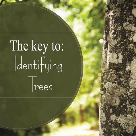 On the other hand, hardier varieties planted in a good site can. Knowing what kind of tree you have is key for proper tree ...