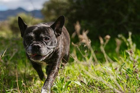French Bulldog Walking On Grassland Stock Photo Image Of Nature
