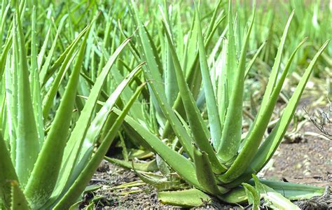 It is often regarded as being useful in herbal medicine, and plant extracts are used in cosmetics and alternative medicine. Top 9 Different Uses of Aloe Vera Plant | A.M.P. Floracel