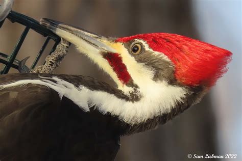Pileated Woodpecker M Grand Pic M Dryocopus Pileat Flickr