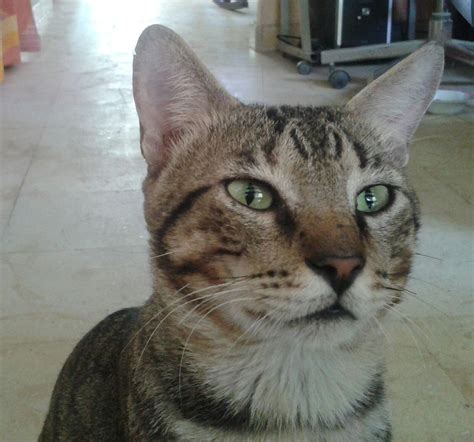 Download the game my sweet kitten. my sweet kitten