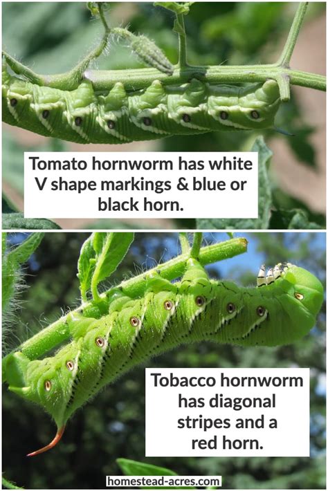 Tomato Hornworms How To Get Rid Of Tomato Hornworms Homestead Acres