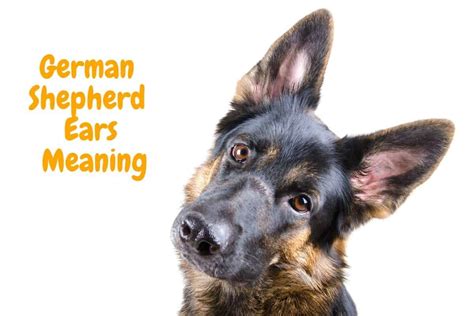 German Shepherds Ear Positions Meaning With Pictures World Of Dogz