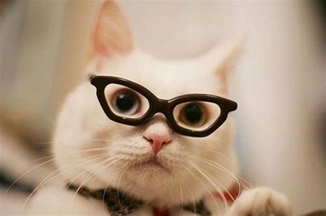 Pin By Optioptikko On Pakolliset Kissakuvat Cat Wearing Glasses