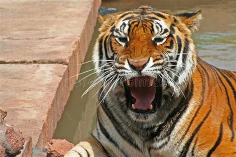 Ferocious Tiger Stock Photography Image 2364602