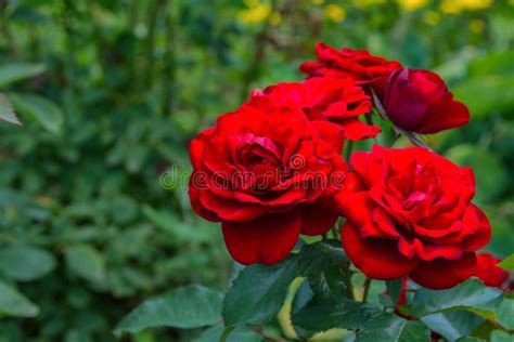 Beautiful Blooming Red Roses In The Garden Bright Daylight Closeup Of