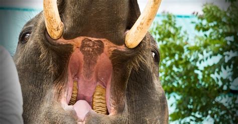 Do Elephants Have Teeth Their Dentition And Tusks Explained A Z Animals