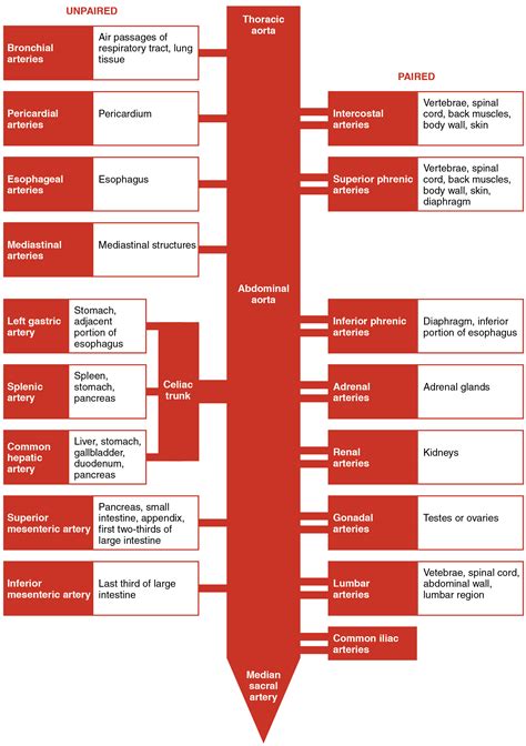 Distributes oxygenated blood to all parts of the body through the systemic circulation. 20.5 Circulatory Pathways - Anatomy & Physiology