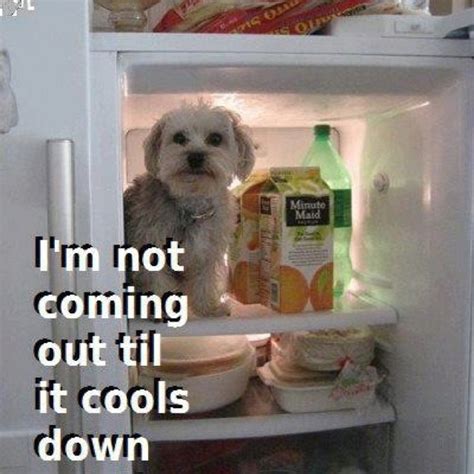 Hot Enough For Ya Hvac Humor Hot Weather Humor Funny Dogs