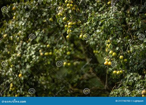 Reife Saftige Birnen Auf Einem Baum In Einem Obstgarten Stockbild