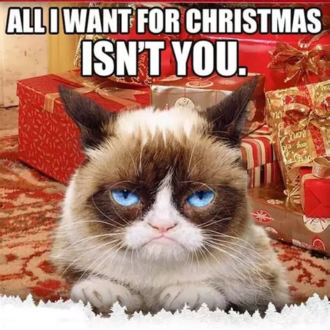 Grumpy Cat Christmas Meme 005 All I Want For Christmas Grumpy Cat