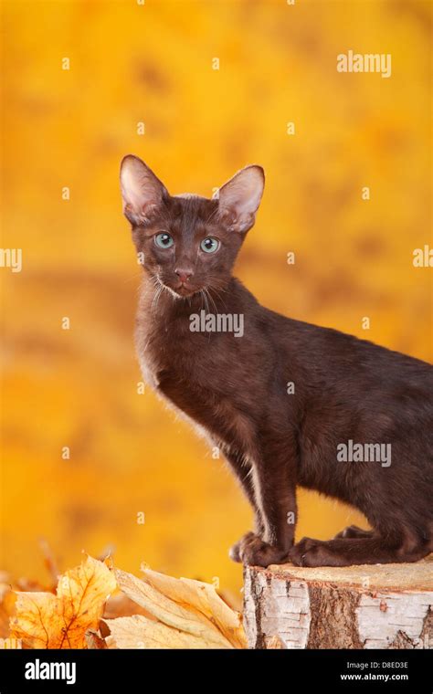 Oriental Shorthair Cat Young Tomcat Havana Chocolate Stock Photo