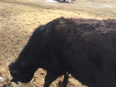 If the patch of hair loss is small, it is reasonable to observe it and allow the hair to regrow on its own. Working cattle, new ear tags and hair loss - Ninja Cow ...