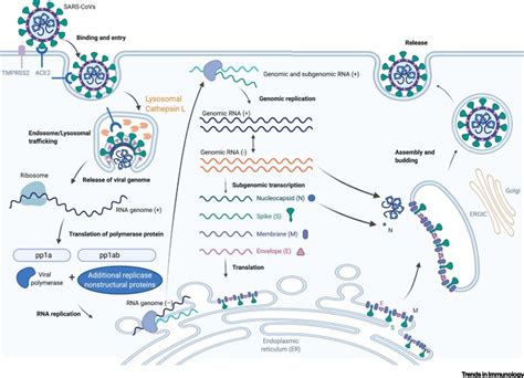 Mechanisms Of Sars Cov Transmission And Pathogenesis Abstract