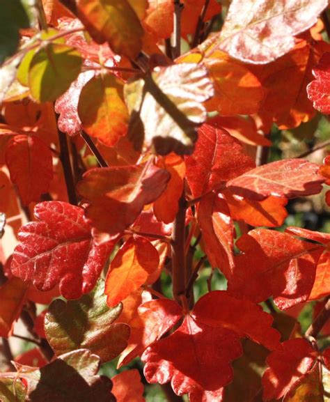 Sumacs propagate both by seed (spread by birds and other animals through their droppings), and by new shoots from rhizomes, forming large clonal colonies. Tri-lobed-Sumac (Rhus trilobata) | Native plants, Plants ...