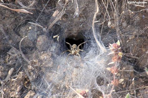 Funnel Web Spider Pugdundee Safaris