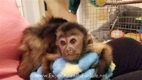 Baby Capuchin Monkey For Sale Financing Available Training Included