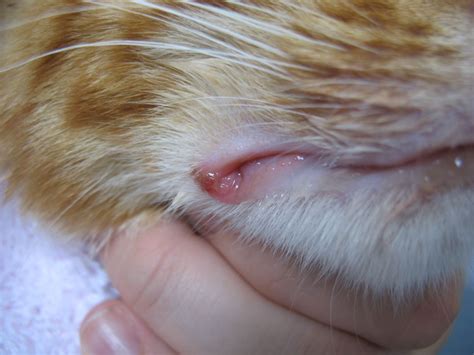 Cat With A Fat Lip Causes Of Lip Swelling In Cats Vethelpful