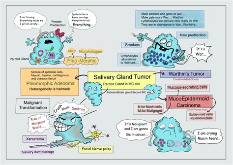 Salivary Gland Tumors And Most Common Types Creative Med Doses