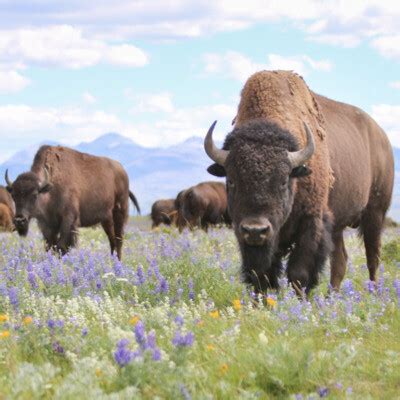 Ken Burns On The American Buffalo His Latest Documentary Focusing On The Iconic Species Song