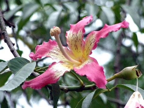 Bombacaceae 木棉科 Floss Silk Tree Ceiba Speciosa Formerly Flickr